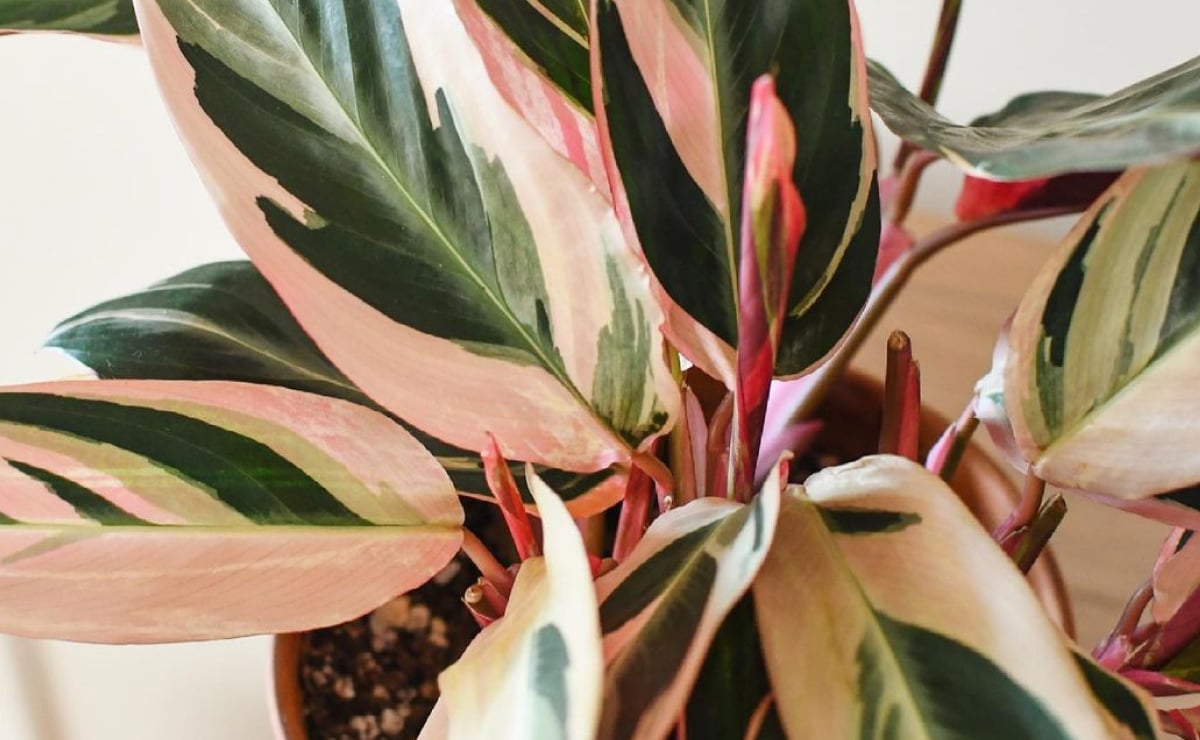 Maranta tricolor: entre cores e estampas, uma planta cheia de graça