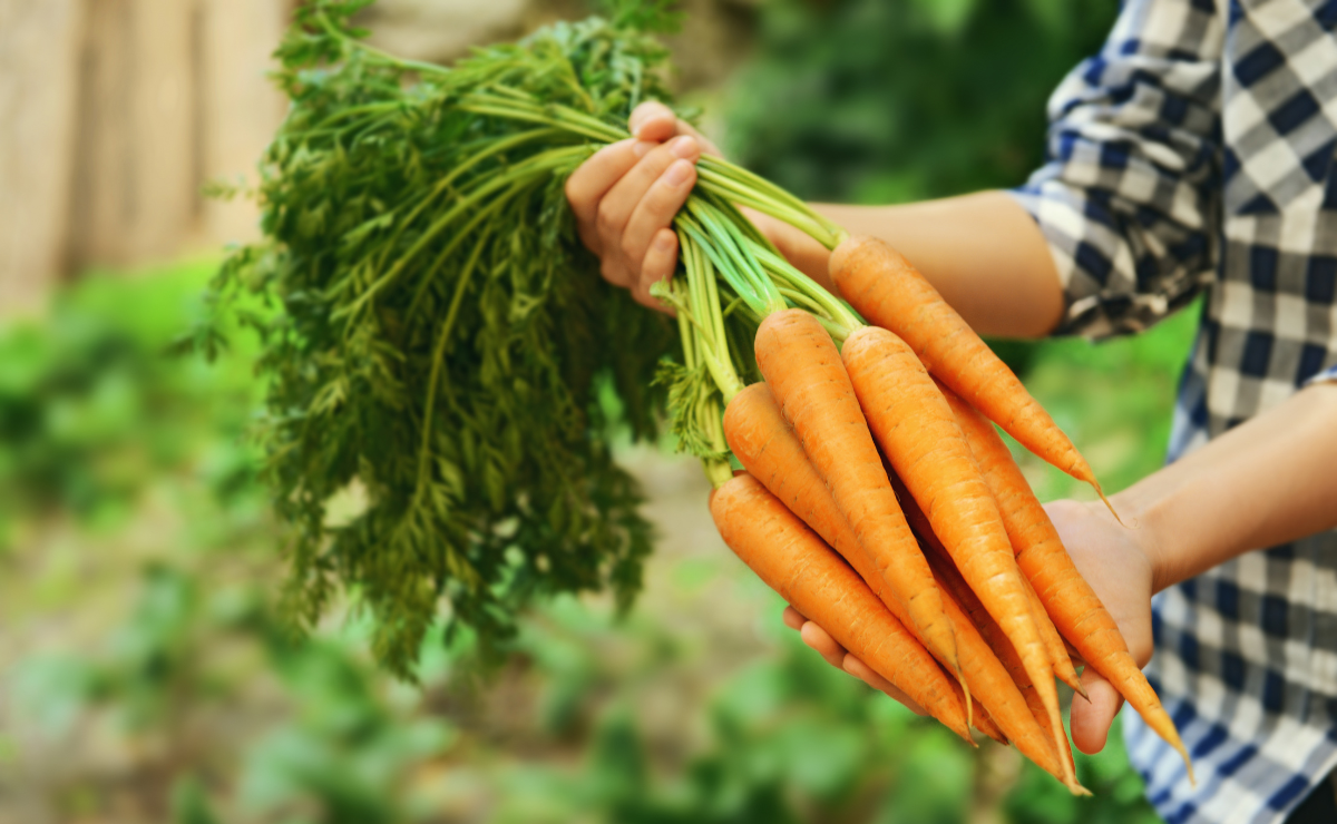Como plantar cenoura: tutoriais e dicas para um cultivo cheio de sabor