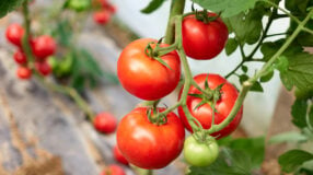Foto de como plantar tomate 00 - 1