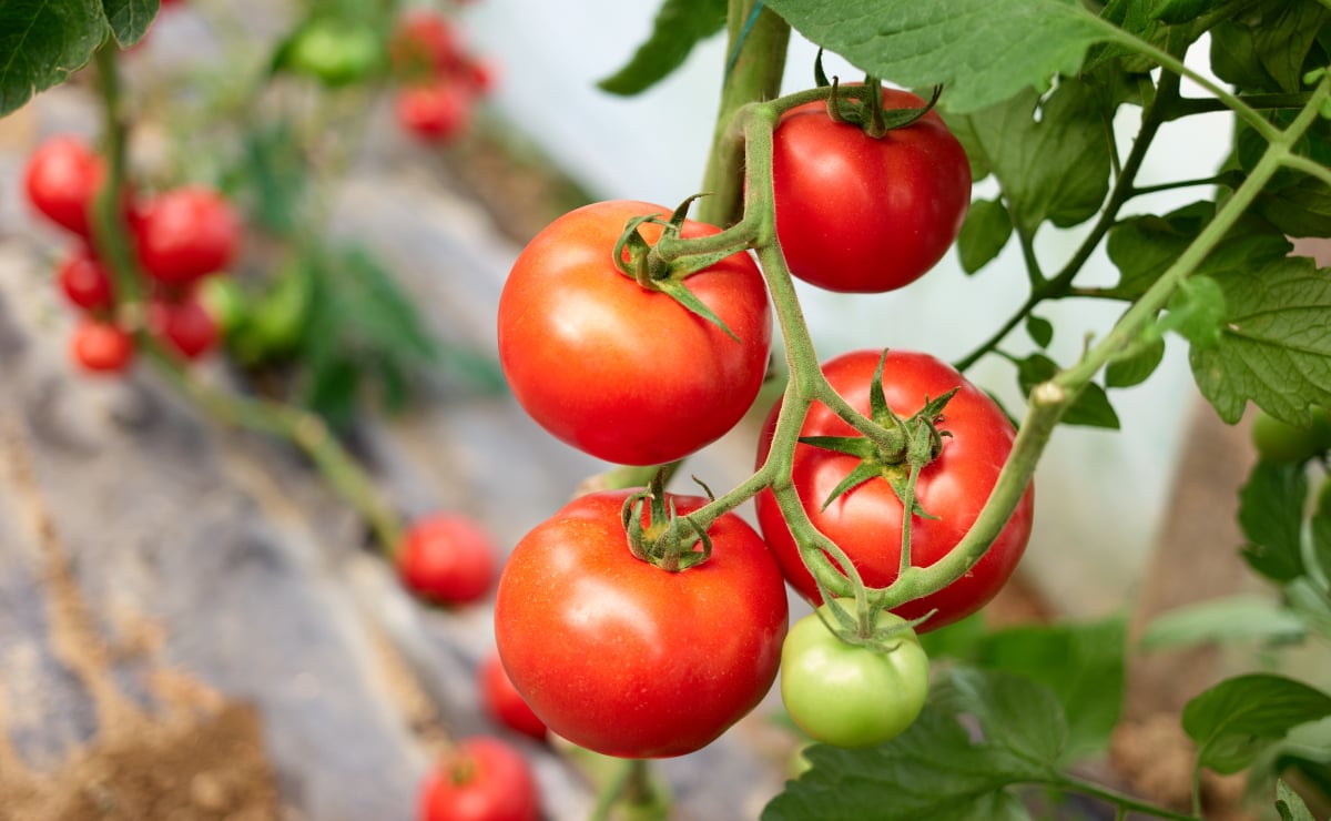 Como plantar tomate e ter frutos deliciosos e orgânicos