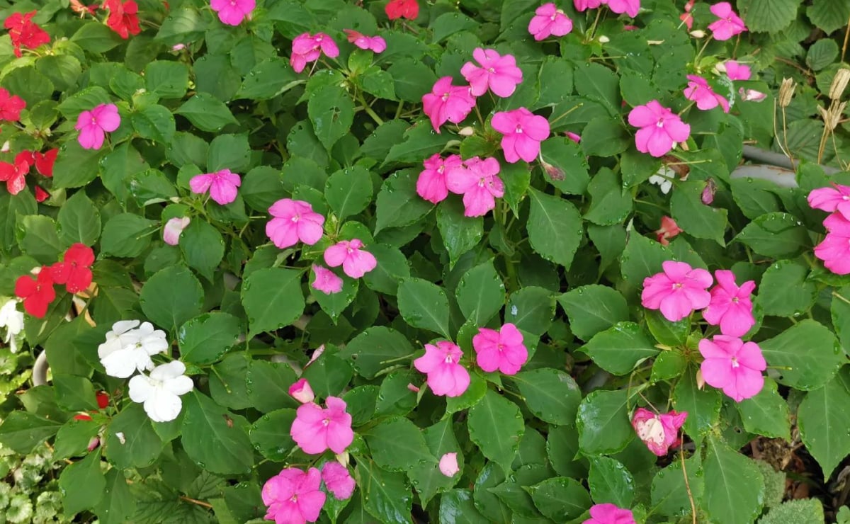 Como cultivar maria-sem-vergonha, a flor ideal para colorir seu jardim