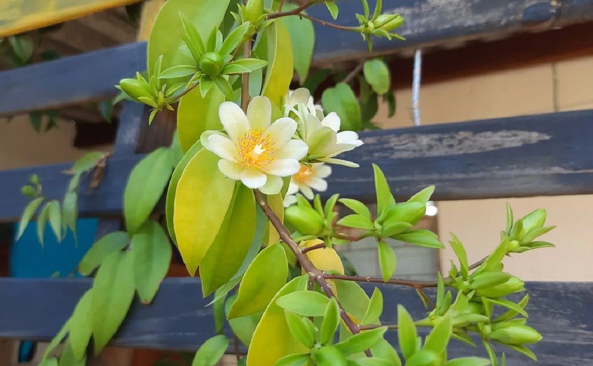 Planta ora-pro-nóbis: como cultivar e aproveitar seus benefícios