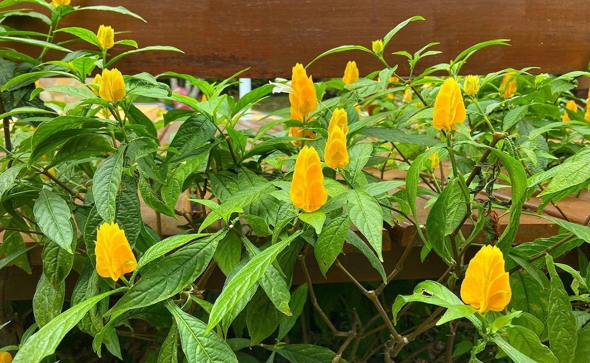 Como cultivar a planta camarão-amarelo, a preferida dos beija-flores