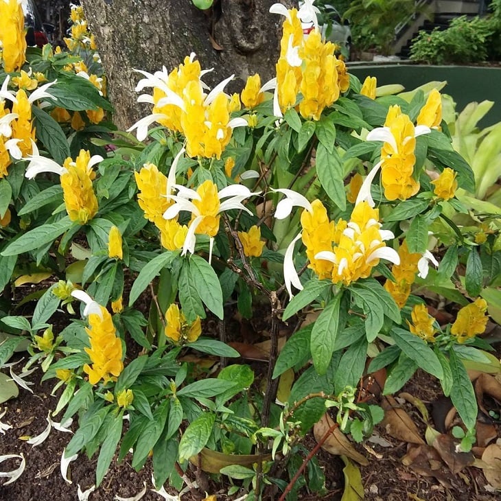 Foto de planta camarao amarelo 12 - 14