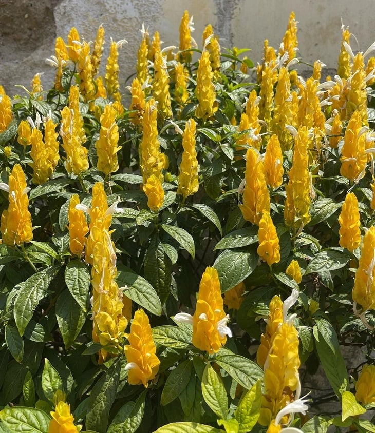 Foto de planta camarao amarelo 6 - 8
