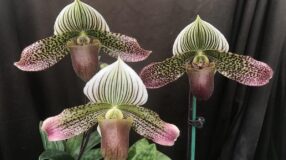 Foto de orquideas raras 1 - 3