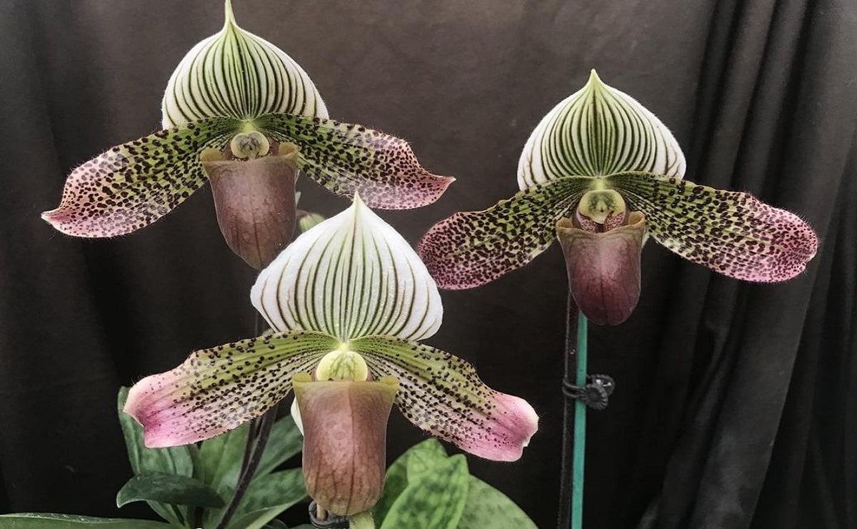 A beleza das orquídeas raras: conheça 10 espécies apaixonantes
