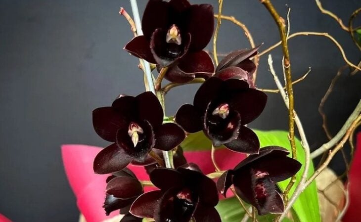 orquídeas raras