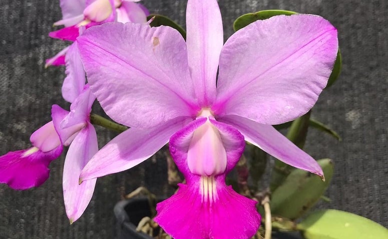 Foto de orquideas raras 2 - 1
