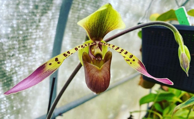 Foto de orquideas raras 4 - 3