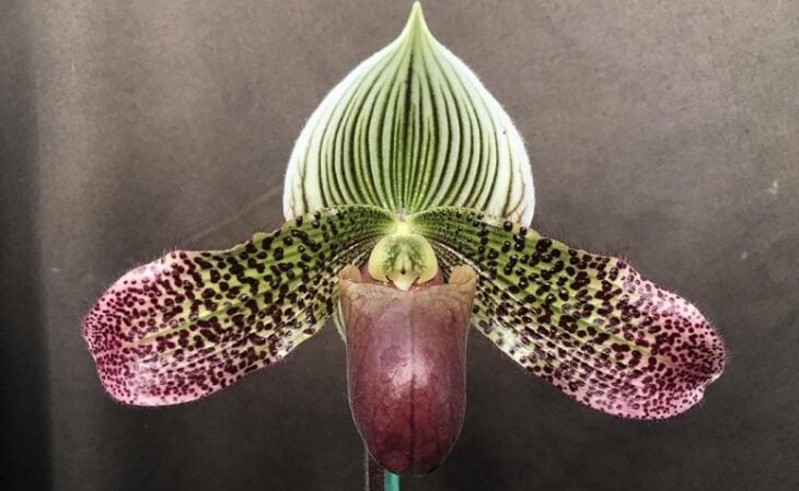 Foto de orquideas raras 5 - 7
