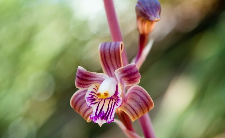 Foto de orquideas raras 8 - 8