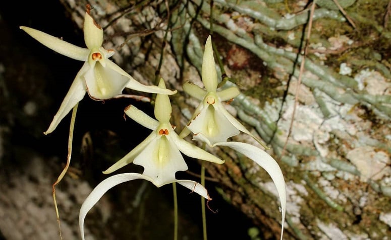 Foto de orquideas raras 9 - 9