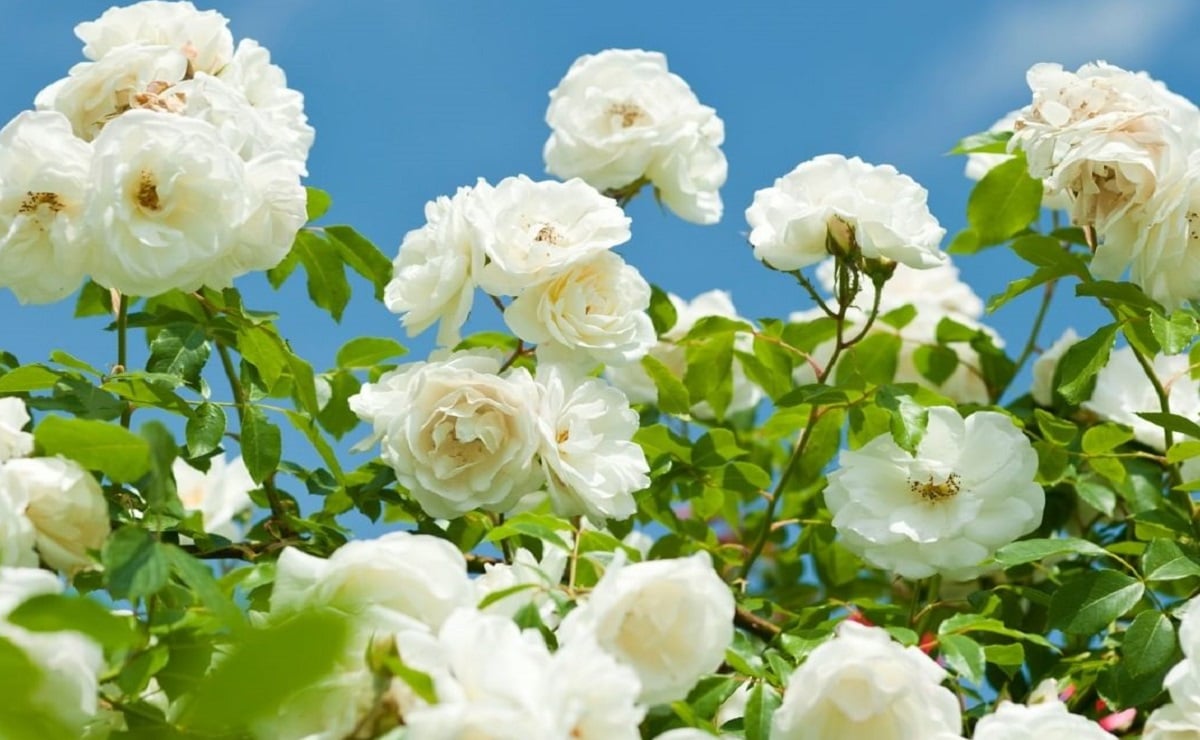 Dicas para cultivar rosa branca: flor símbolo de paz e afeto